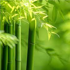 AAI Planet Bamboo leaf  Oil